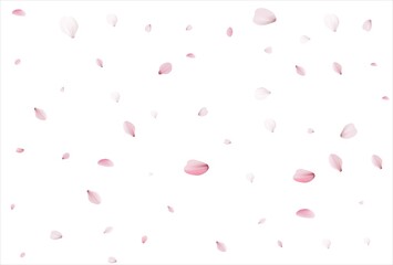 Sakura petals. Cherry petals backdrop