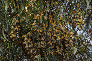 Image of a cluster of Monarch butterflies hanging from tree branches, shown at the Monarch Butterfly Grove in Pismo Beach, California.