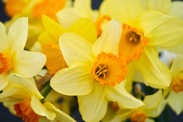 Daffodil flowers in the park