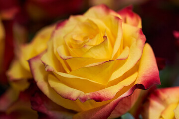 Fototapeta na wymiar Floral arrangement with roses