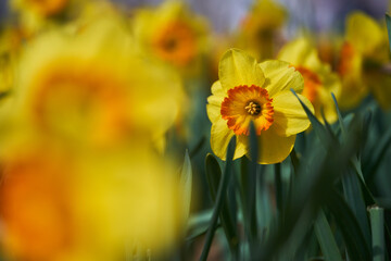 Obraz premium Daffodil flowers in the park
