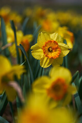 Daffodil flowers in the park