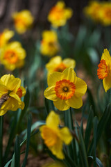 Daffodil flowers in the park