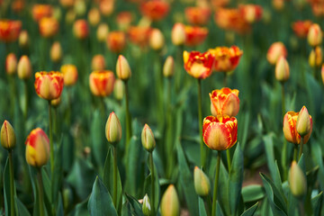 Obraz premium Various tulips in the park