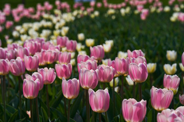 Various tulips in the park