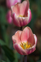 Various tulips in the park
