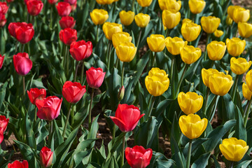 Various tulips in the park