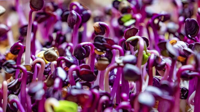 Micro green sprouts for healthy vegan food cooking. Purple Radish microgreens. Small sprouts of radish grow fast close-up. Nutrition organic raw growth.
