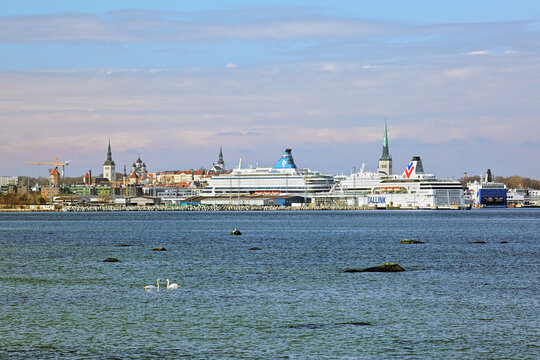The passenger ferries Silja Europa and Tallink Romantika in the Tallinn Passenger Port (Old City Harbor) on the background of the Tallinn Old Town and couple of swans in the foreground, Estonia
