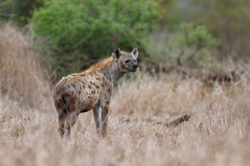 Hyena walking near Satara restcamp in Kruger National Park in South Africa