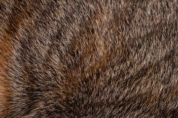 fur texture background with skin of domestic cat