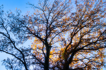 Sun hitting bright orange leaves on a tree against a blue sky on a fall day in rural Germany.