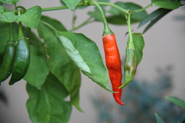 Capsicum baccatum, red pepper on a tree in a garden in São Paulo, Brazil. Known as girl's finger pepper or aji pepper.