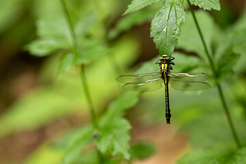 Close up of a dragonfly on a twig. Dragonfly top view.