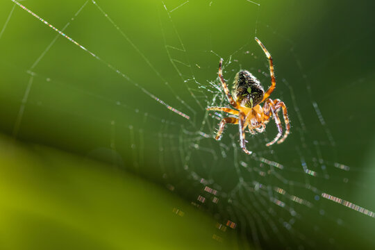 Spider on a cobweb on a green background. Crusader spider on cobweb with forest background.