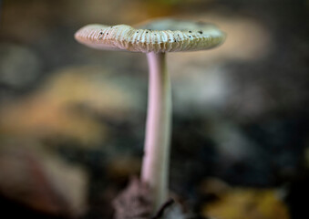 mushroom