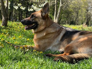 German shepherd in the park