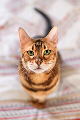 Bengal cat like a leopard sneaks at home bedroom