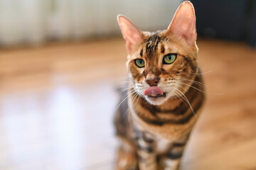 Bengal cat like a leopard sneaks at home © Louis-Paul Photo