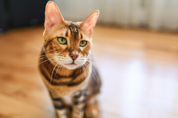 Bengal cat like a leopard sneaks at home