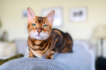 Bengal cat like a leopard sneaks at home