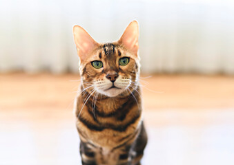 Bengal cat like a leopard sneaks at home