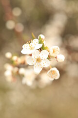 beautiful white cherry plum tree blossom at springtime