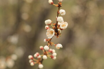 beautiful white cherry plum tree blossom at springtime
