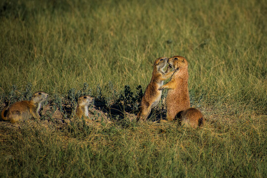 Prairie Dog Kiss