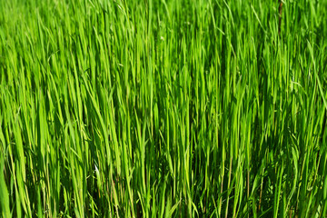 Fototapeta na wymiar Green Grass Texture