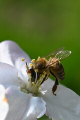 Bee Pollinating Flower