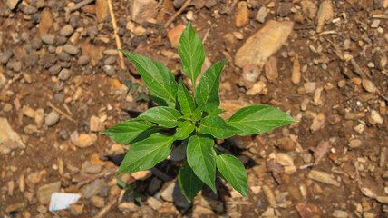 Capsicum frutescens  or chilly plant growing in a alluvial soil. capture during mid- day with high angle camera short.