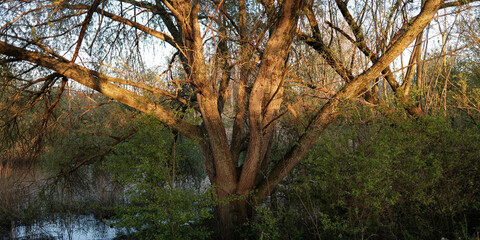 Obraz premium Abendstimmung Baum am See
