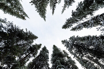 Looking up of snow covered pine tree in the forest and brightly sky in national park