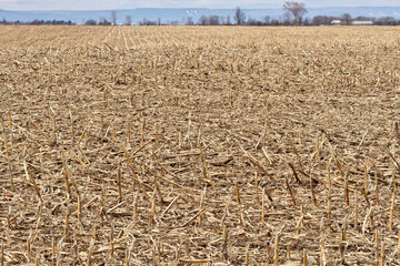 Field of Dead Cornstalks and Corn Stubble in Spring