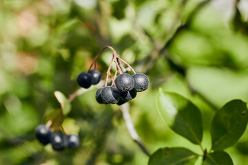 Aronia berries (Aronia melanocarpa, Black Chokeberry) bunch Aronia melanocarpa berries hanging on a tree. 