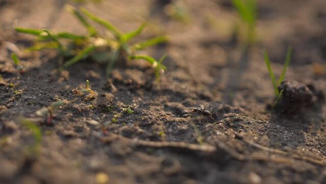 150 fps slow motion macro video of an ant in backlight on a sunny day. Close-up of ants walking along an ant path among the grass, an ant worker going to do work. Macro photography of insects.