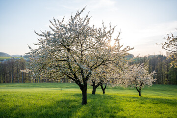 beautiful cherry trees during blossom in spring