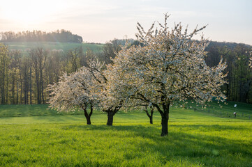 beautiful cherry trees during blossom in spring