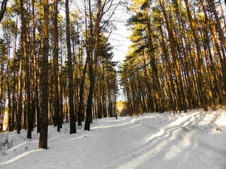 Landscape of the forest in winter. Winter nature