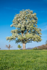 Fototapeta premium giant pear tree in meadow in spring during blossom