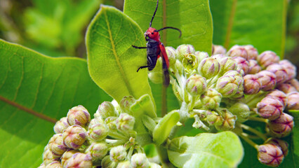 Close-up of a red milkweed beetle sitting on the leaf of a milkweed plant that is growing in a field with a blurred background.