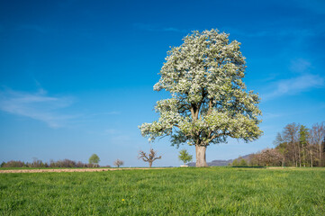 Naklejka premium giant pear tree in meadow in spring during blossom