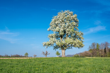 Naklejka premium giant pear tree in meadow in spring during blossom