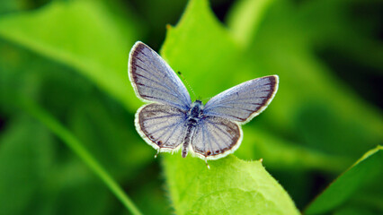 Close-up of a tiny blue butterfly resting on a leaf with blurred vegetation in the background.