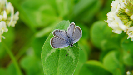 Close-up of a tiny blue butterfly sitting on a clover leaf with white clover flowers and blurred vegetation in the background.