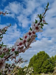 Flores de almendros en floración con día nublado 