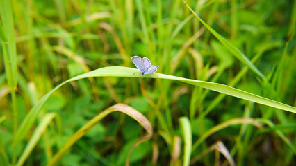Close-up of a tiny blue butterfly resting on a blade of grass with blurred vegetation in the background.