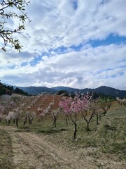 Naklejka premium Flores de almendros en floración con día nublado 