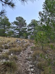 Paisaje vegetal con pinos 